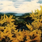 The Woods